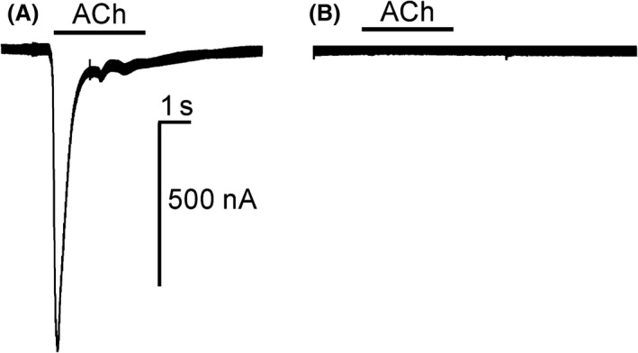 Insecticide resistance mediated by an exon skipping event - PMC