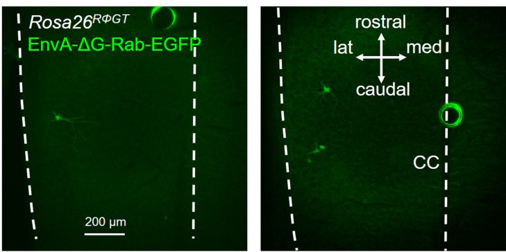 Figure 13—figure supplement 1.