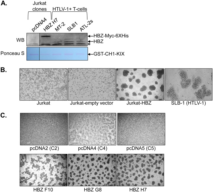 FIG 1