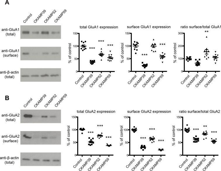 Figure 5—figure supplement 1.