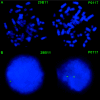 Figure  2