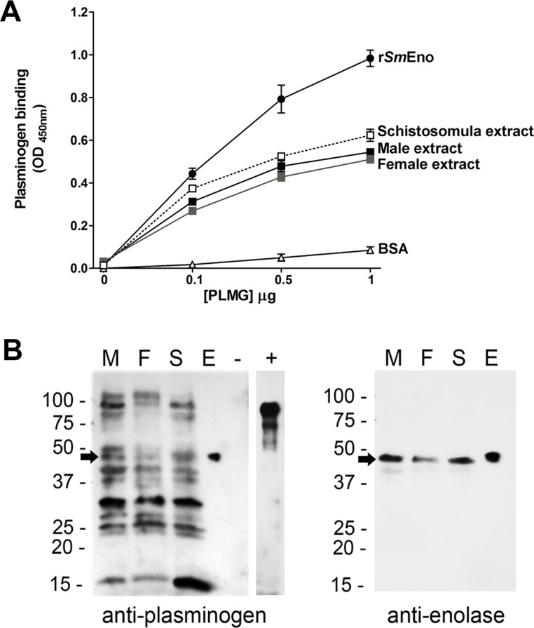 Fig 8