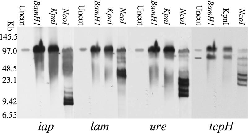 FIG. 2.