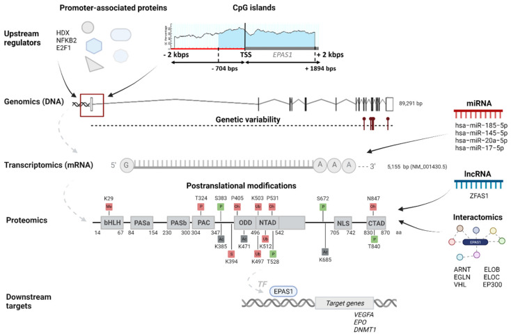 Integration and Visualization of Regulatory Elements and Variations of ...