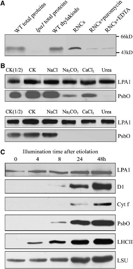 Figure 10.