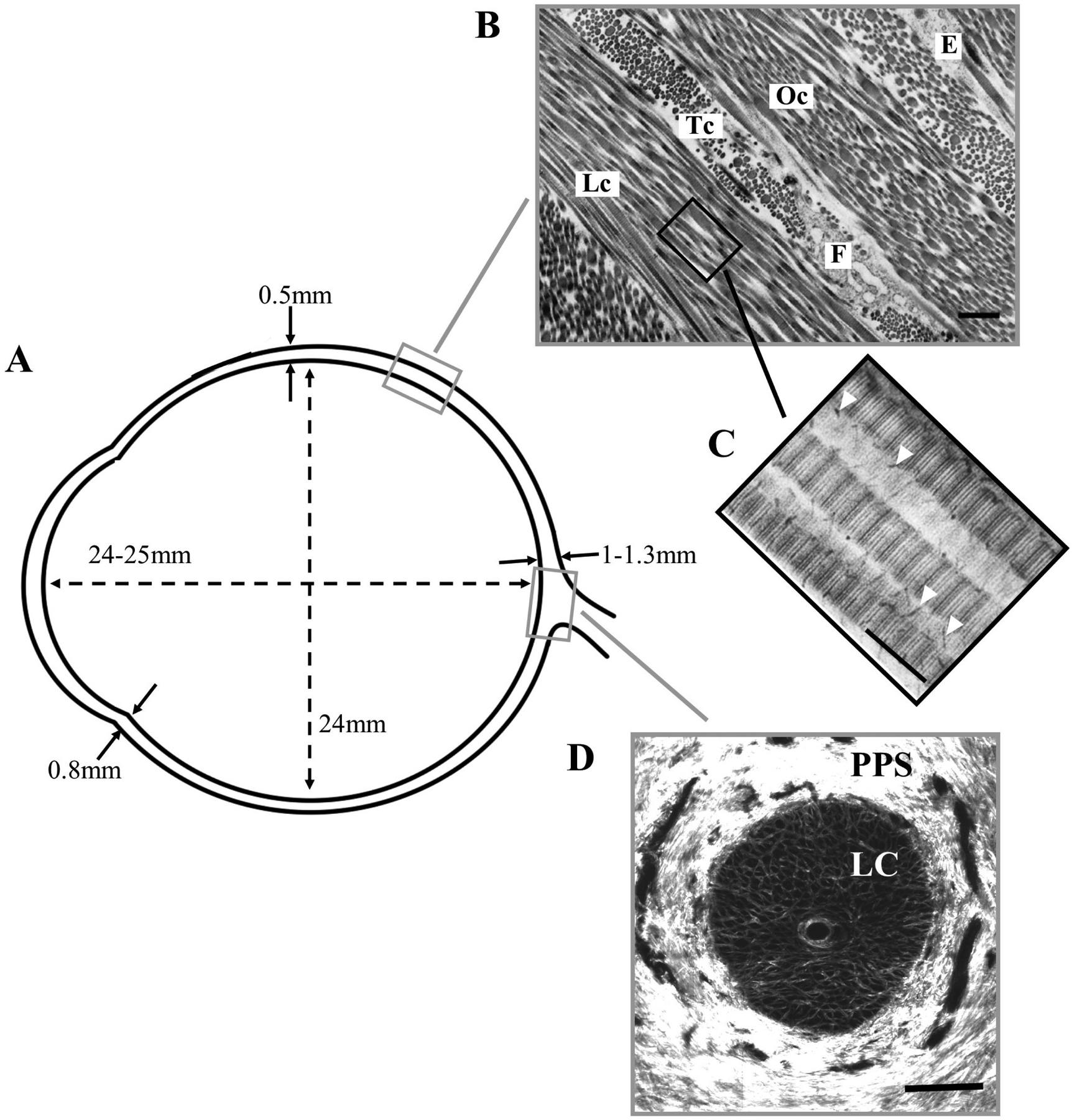 Figure 1: