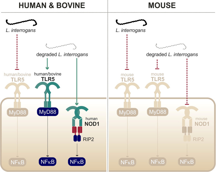 Figure 5