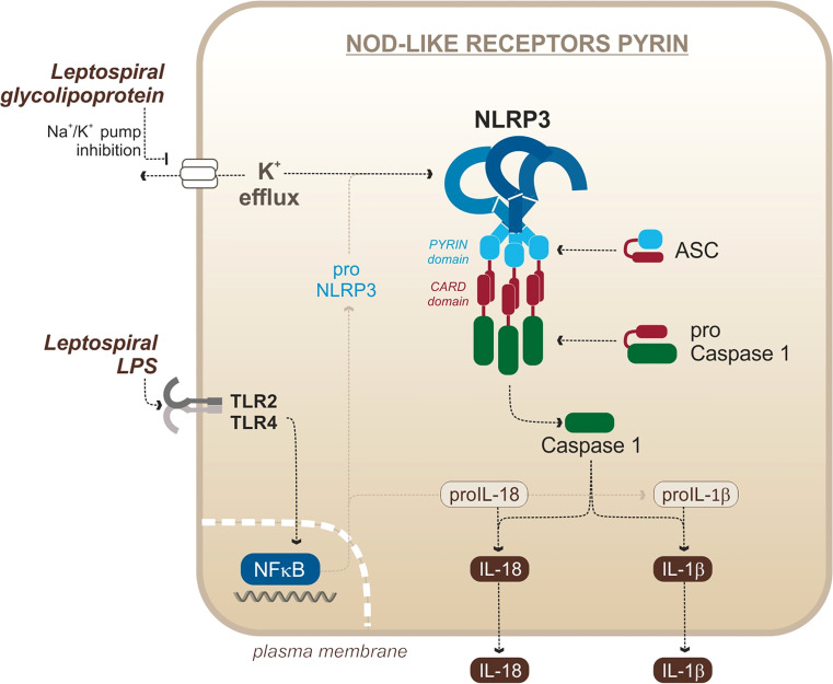 Figure 4