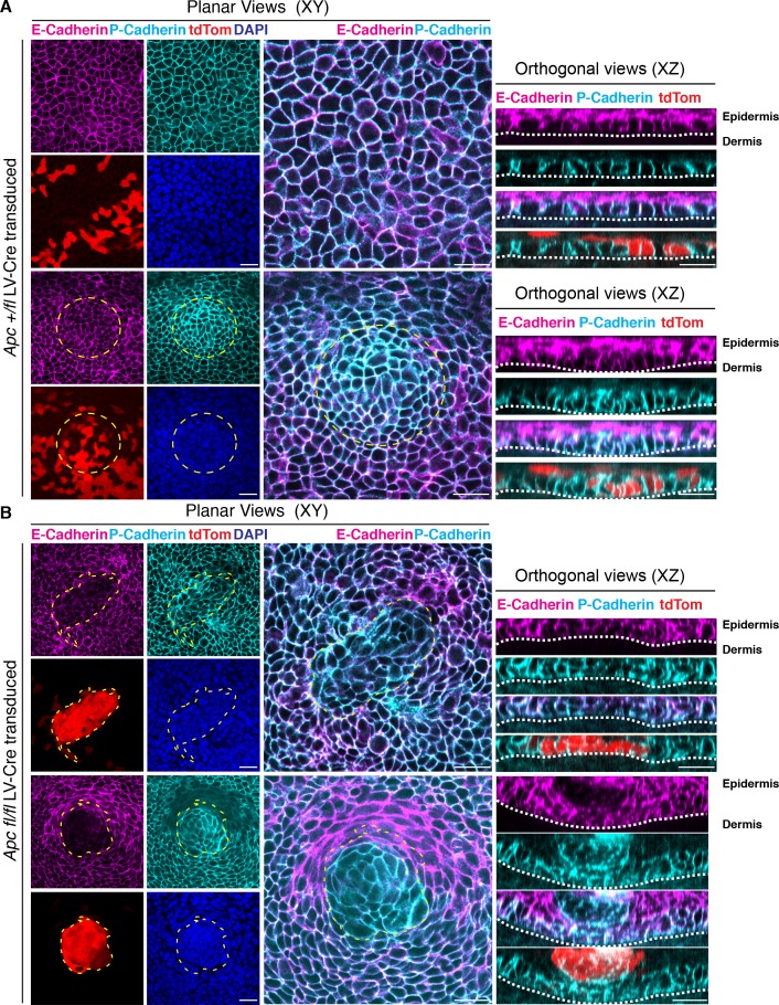 Figure 1—figure supplement 4.