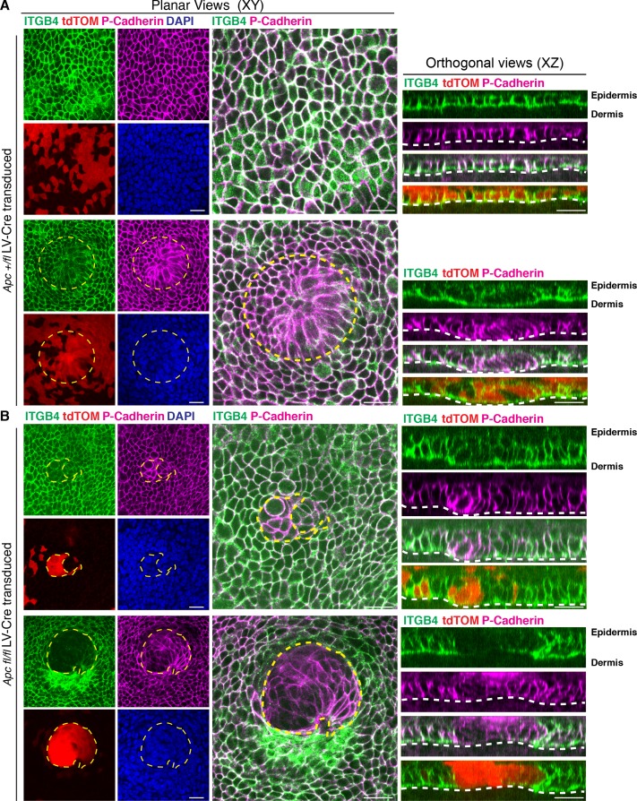 Figure 1—figure supplement 5.