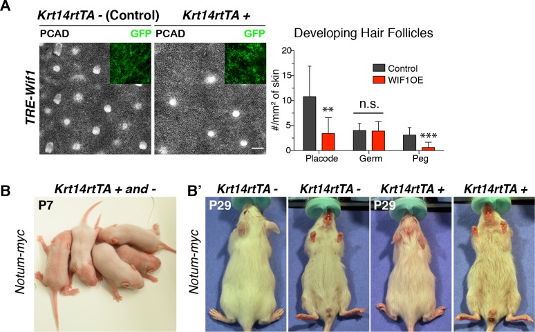 Figure 6—figure supplement 1.