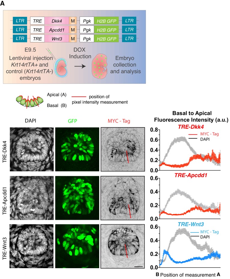 Figure 5—figure supplement 3.