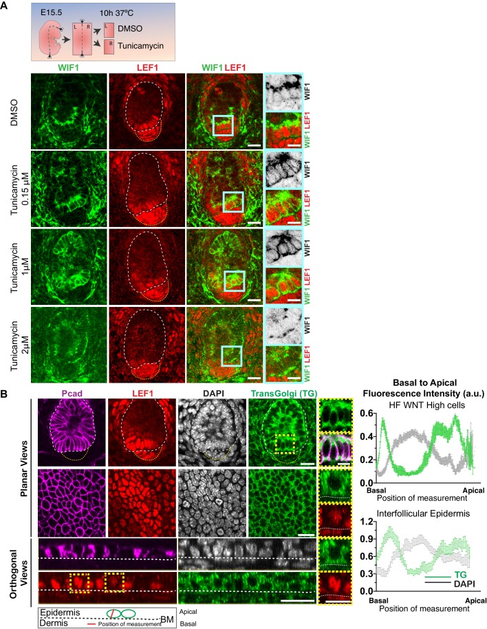 Figure 4—figure supplement 1.