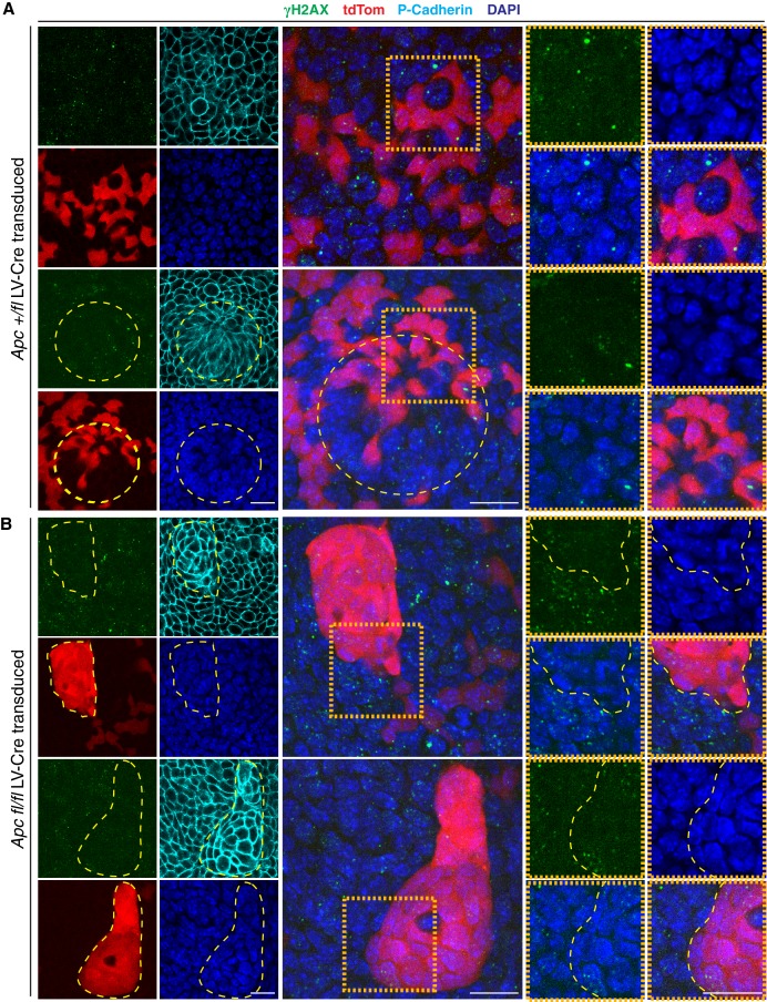 Figure 1—figure supplement 2.