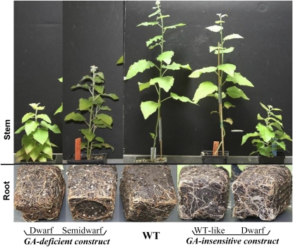 graphic file with name PC.220313.wc.f1.jpg