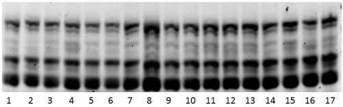 Fig. (1)