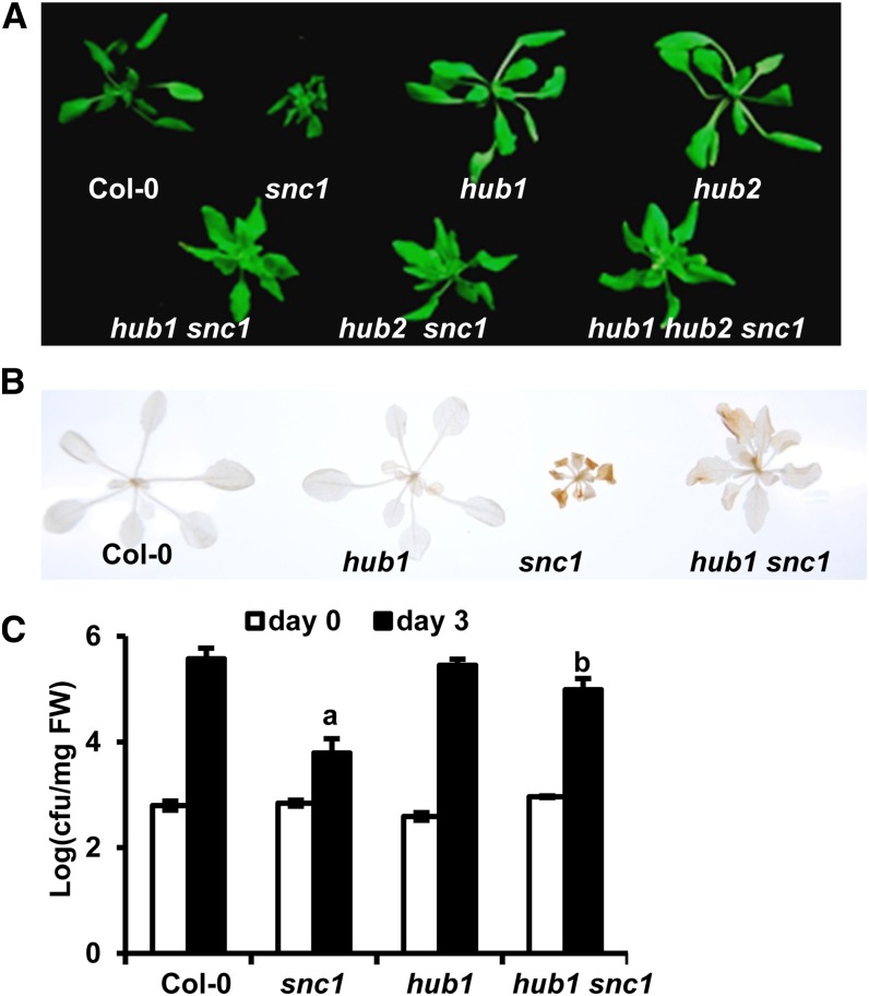 Figure 4.