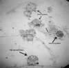 Fig. 2