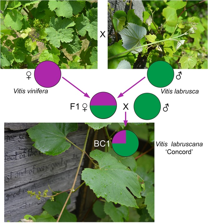 FIGURE 4