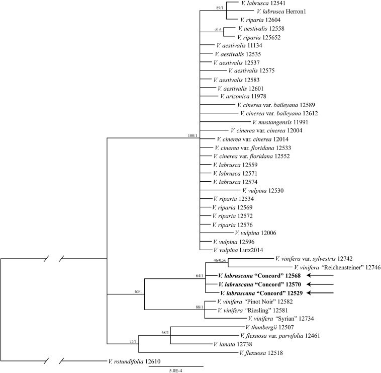 FIGURE 1