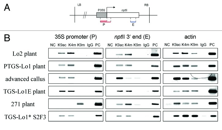 graphic file with name epi-8-666-g5.jpg