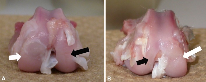 Fig. 2A–B