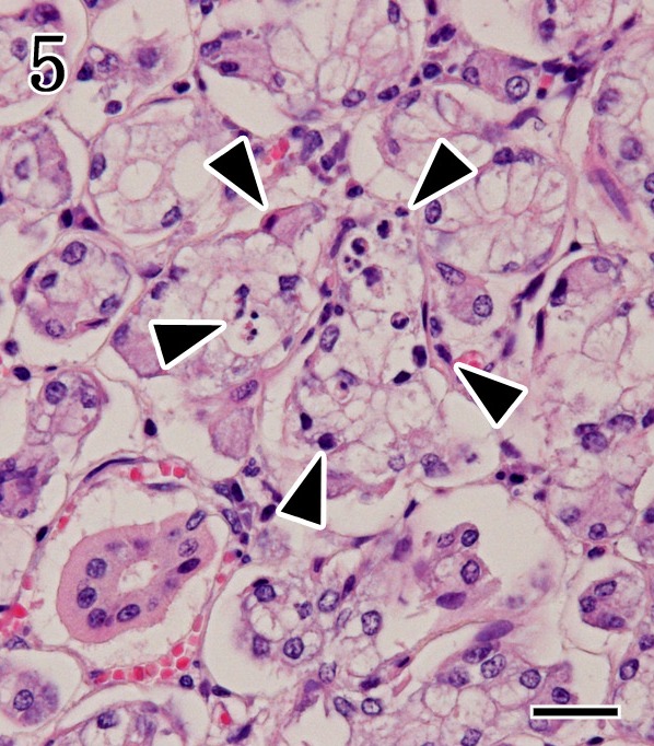 Fig. 5.