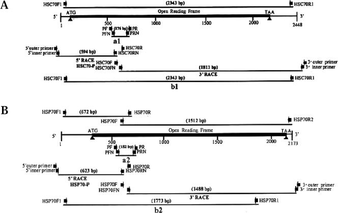 Fig 1.