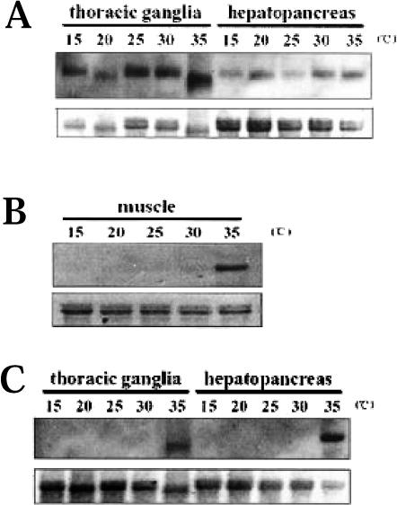 Fig 5.