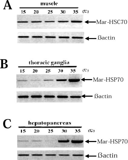 Fig 7.