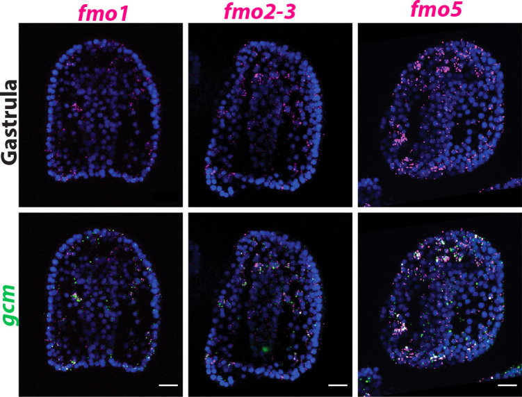 Figure 5—figure supplement 1.