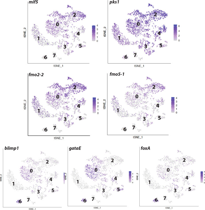 Figure 2—figure supplement 1.