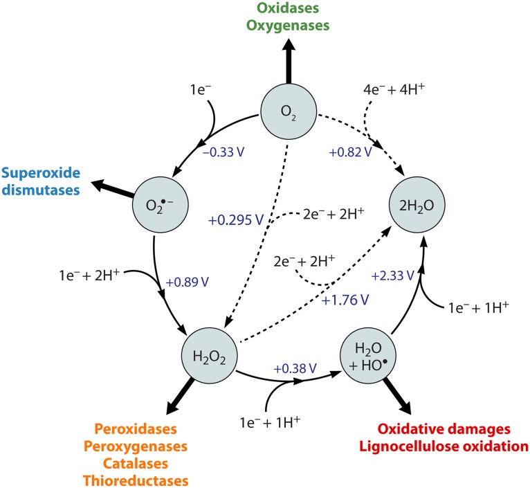 FIG 3