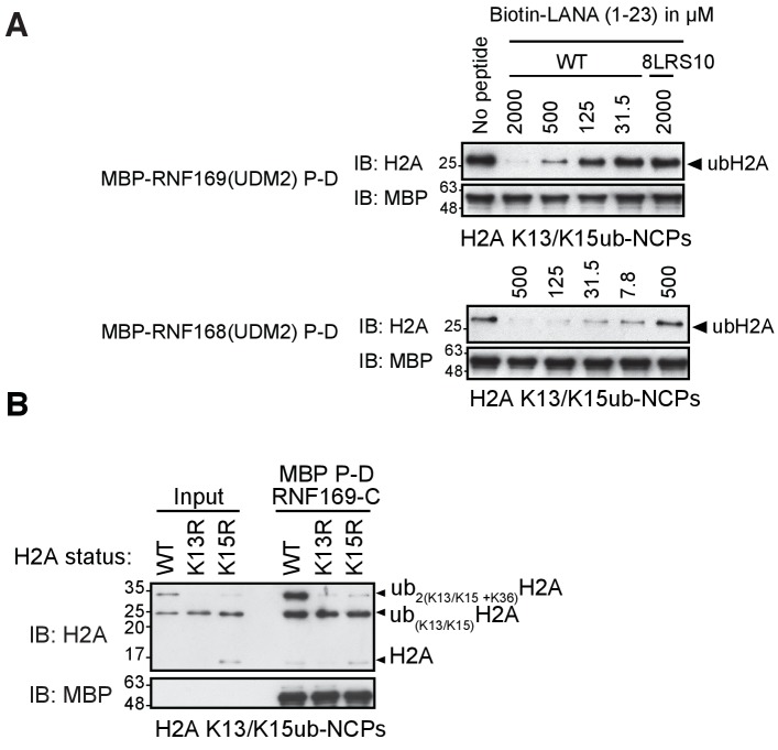 Figure 1—figure supplement 1.