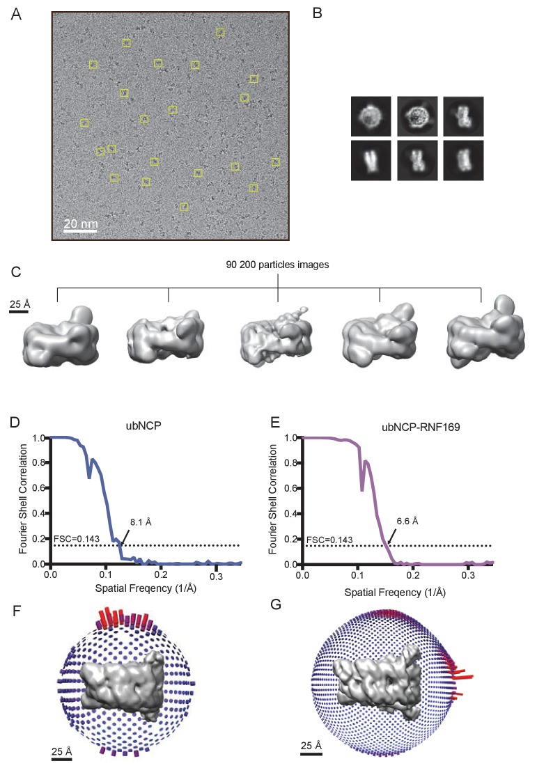 Figure 7—figure supplement 1.