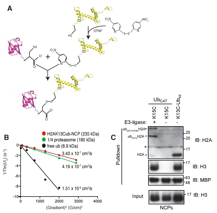 Figure 3—figure supplement 1.