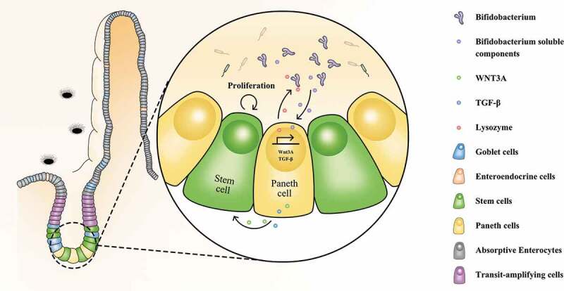 Figure 7.