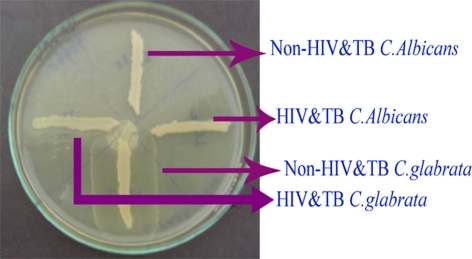 Fig. 5