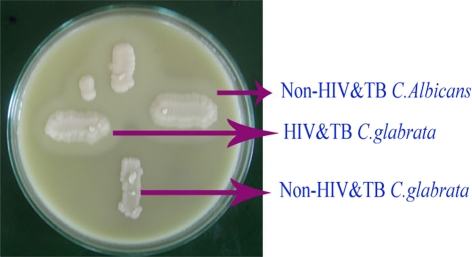 Fig. 3