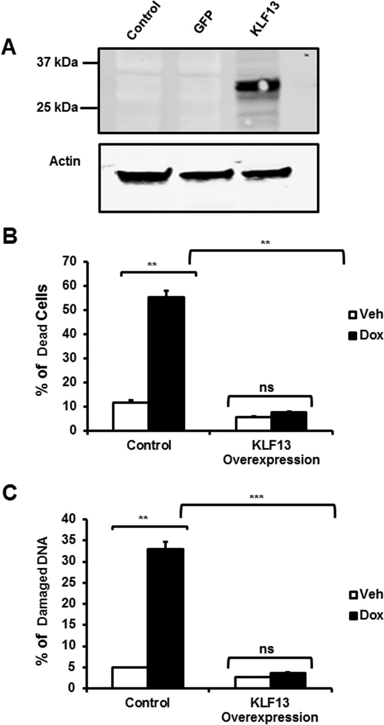 FIGURE 10.