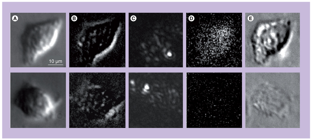 Figure 13