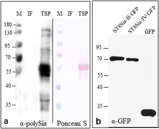 Fig. S4.