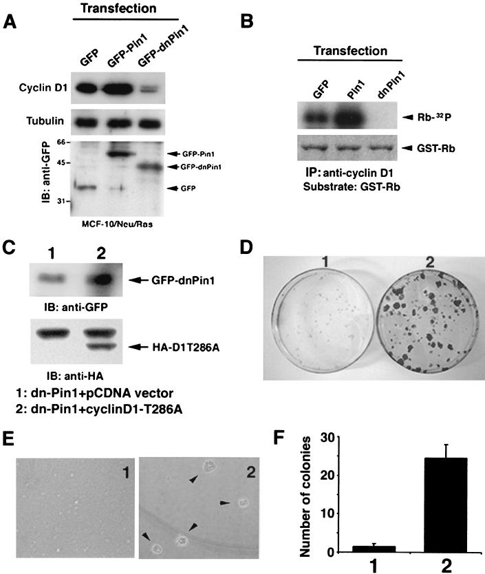 FIG. 7.