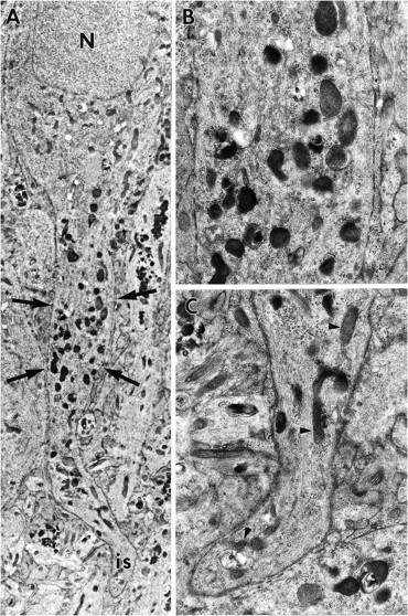 Fig. 7.