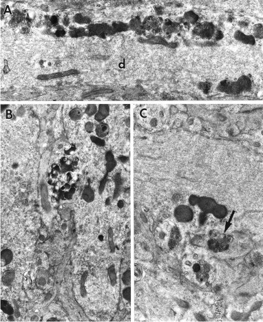 Fig. 10.