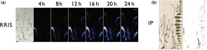 Fig. 4