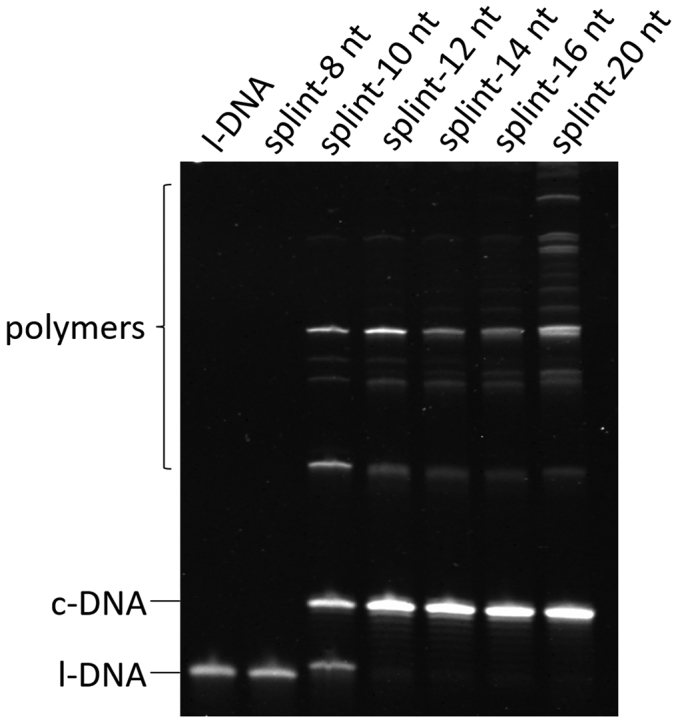 Figure 2.