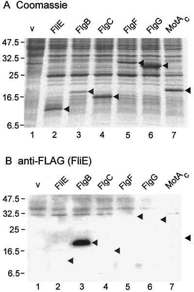 FIG. 5