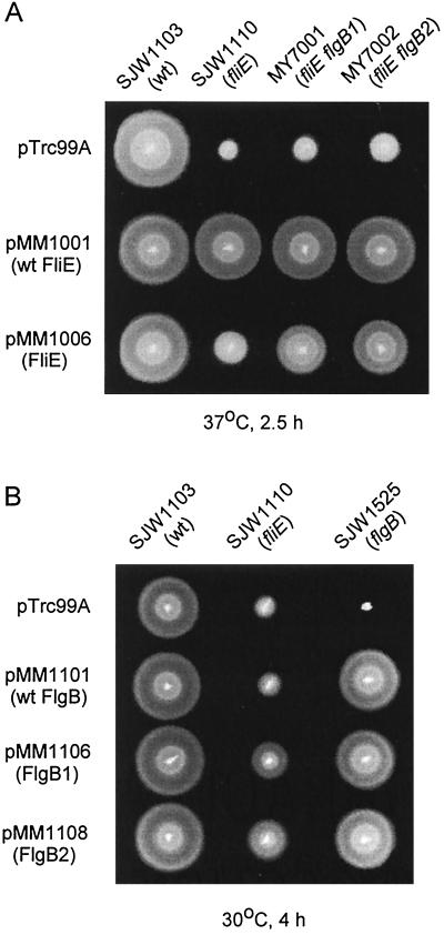 FIG. 3