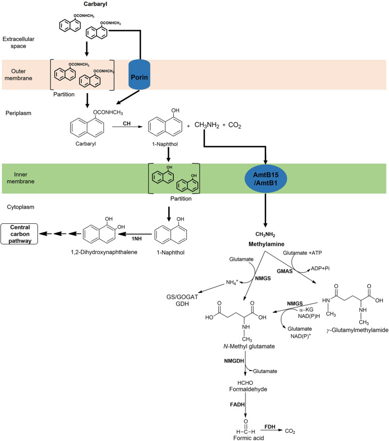 FIGURE 11